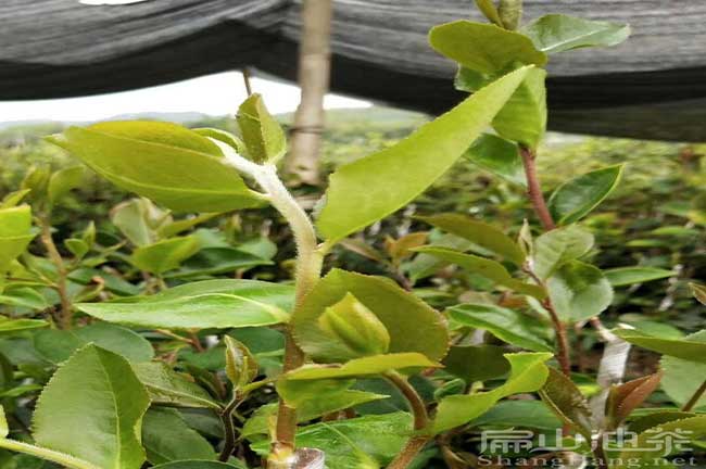 景德鎮(zhèn)嫁接油茶苗