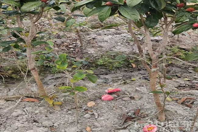 茶樹種植管理技術