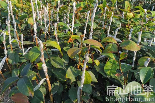 油茶嫁接視屏