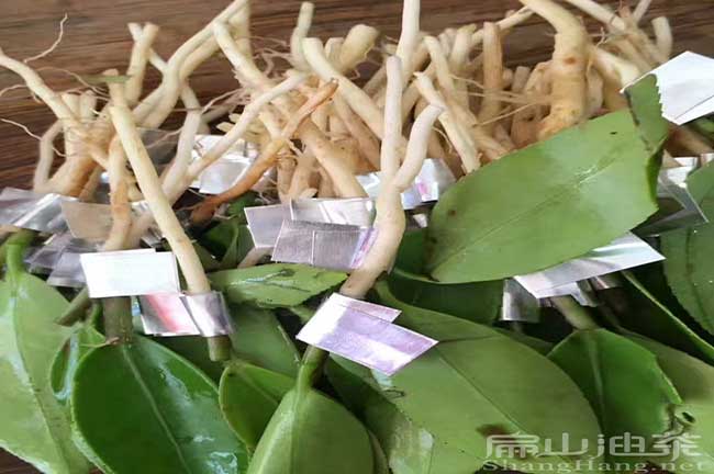 高產(chǎn)油茶苗