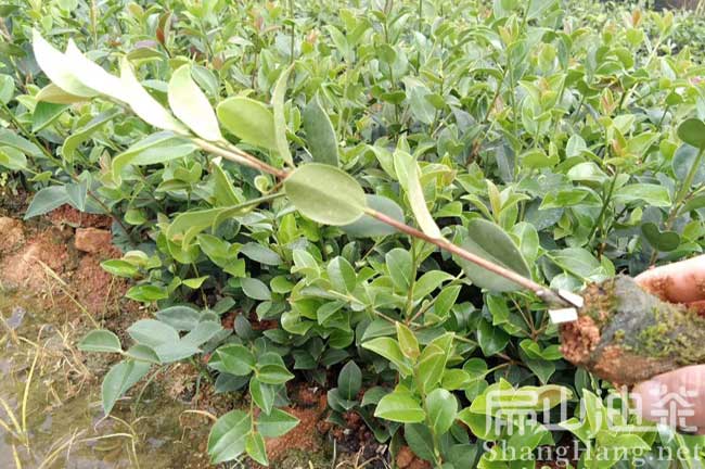 上饒良種油茶樹(shù)苗