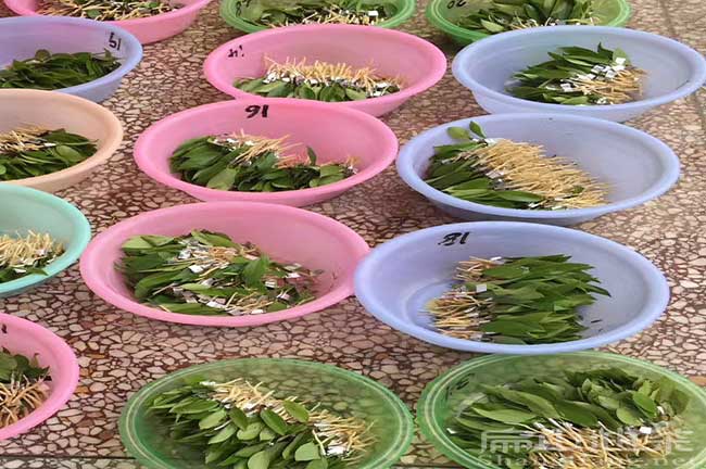 贛州油茶育苗