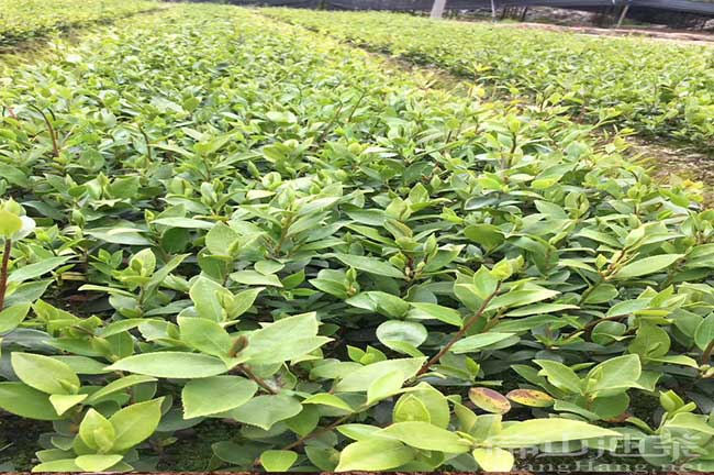 油茶苗批發(fā)
