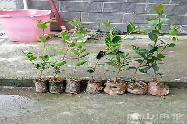 油茶種植技術(shù)