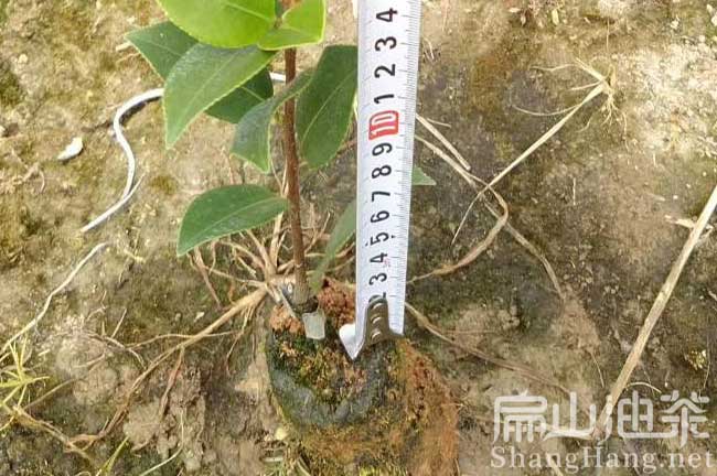 上饒油茶杯苗