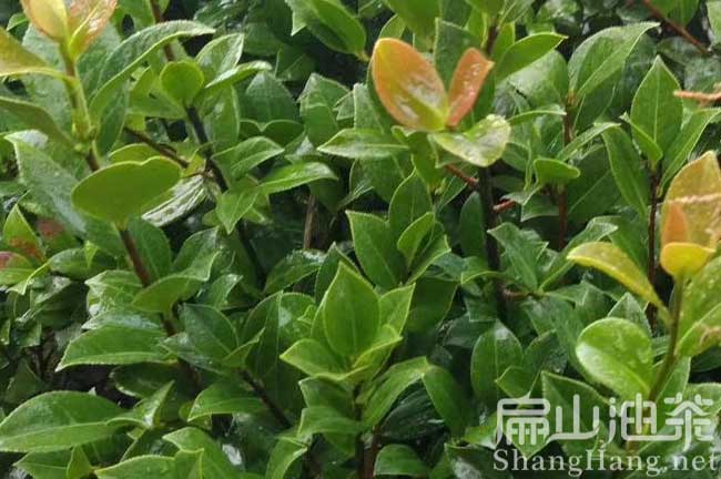 廈門山茶油批發(fā)
