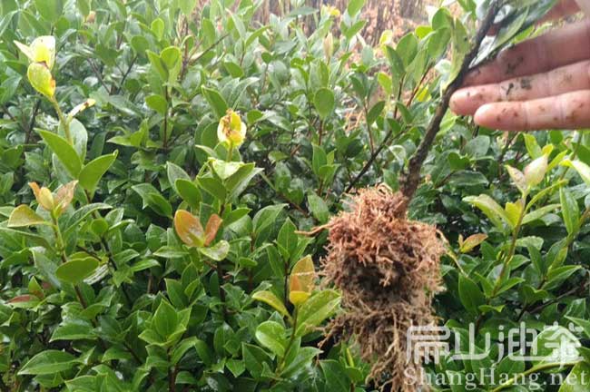 九江茶籽樹(shù)苗