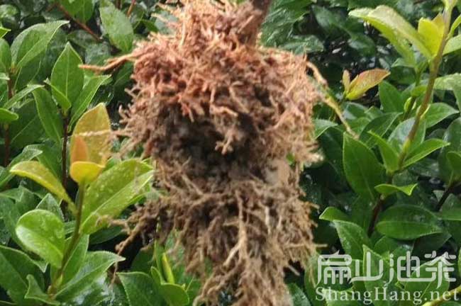 湘潭新改良油茶苗批發(fā)@衡陽茶籽回收購(gòu)@邵陽油茶基地合作社