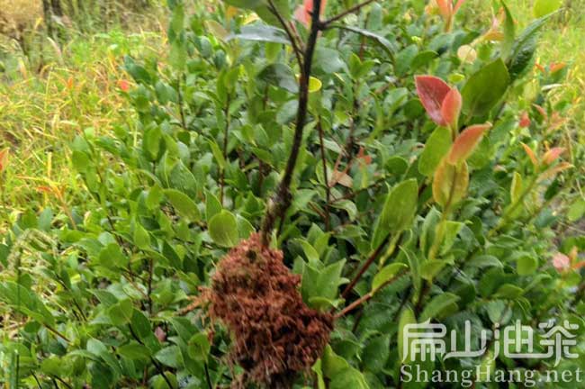福建閩優(yōu)油茶苗
