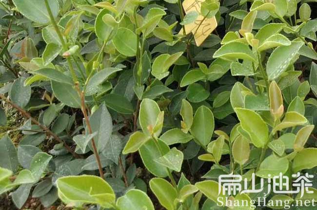 高產(chǎn)茶樹苗