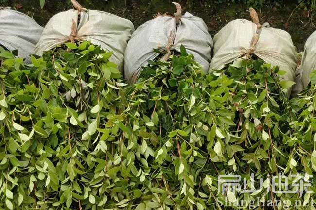 宜春油茶苗