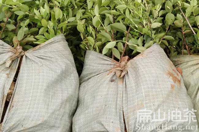 湖南高產(chǎn)油茶苗