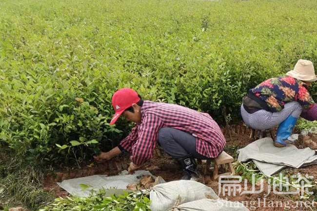 三明茶籽樹苗