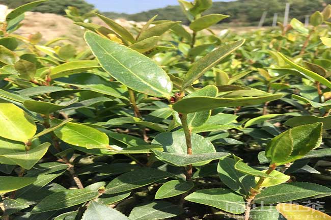 油茶苗批發(fā)