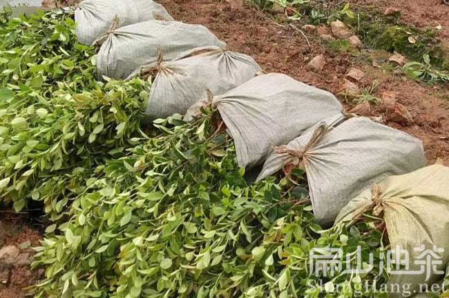 油茶苗管理技術(shù)