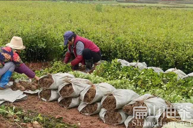 萍鄉(xiāng)油茶基地