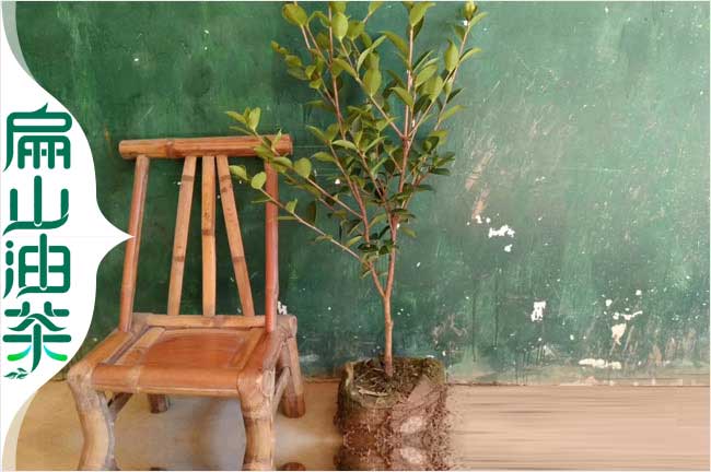 福建油茶種植視屏