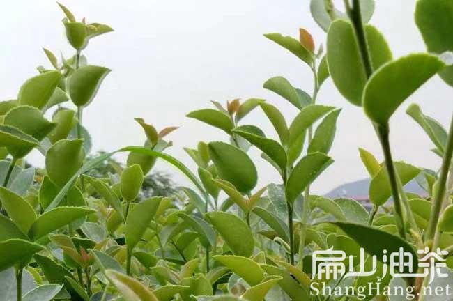 油茶苗批發(fā)