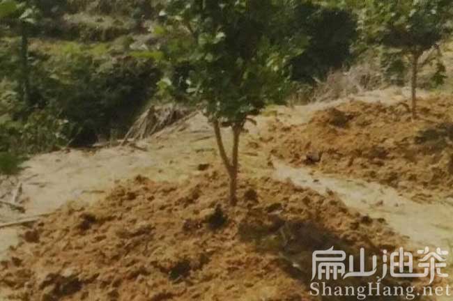 三華油茶苗種植技術