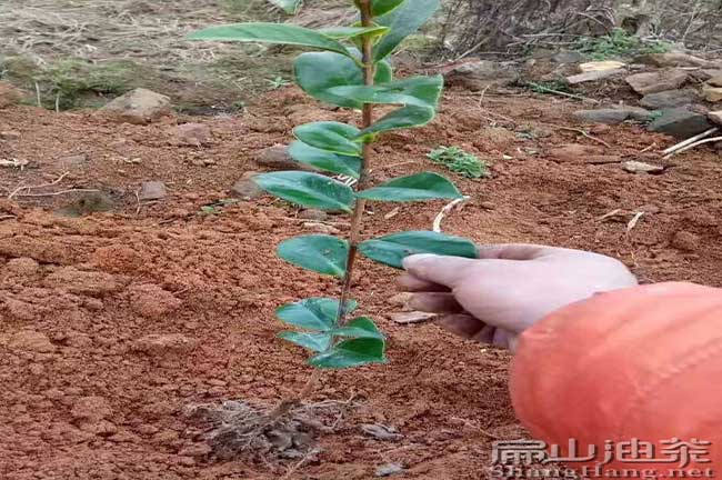 油茶種植技術(shù)