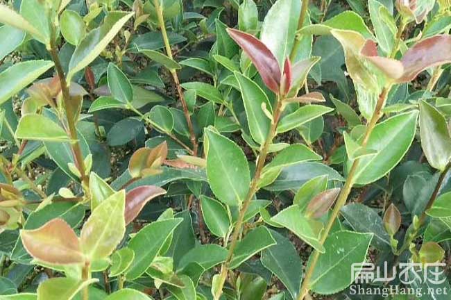 龍巖茶樹苗批發(fā)