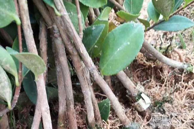 茶油樹苗批發(fā)