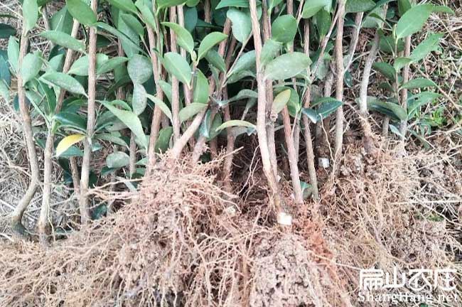 長沙油茶苗