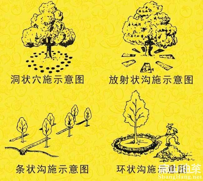 茶樹苗施肥