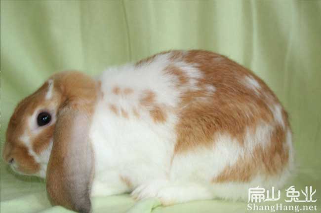 廣東花竹鼠養(yǎng)殖