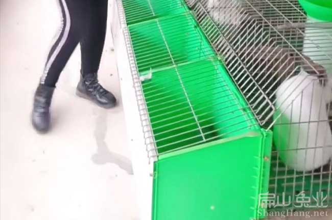 種兔批發(fā)