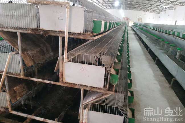 漳州烏兔養(yǎng)殖場