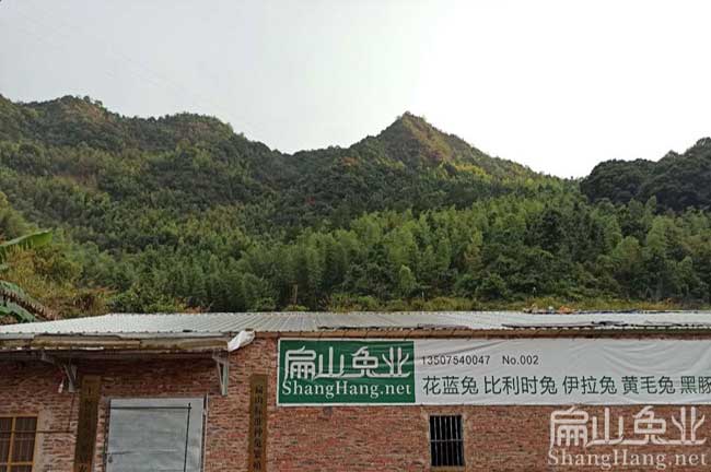 漳州豚鼠養(yǎng)殖場