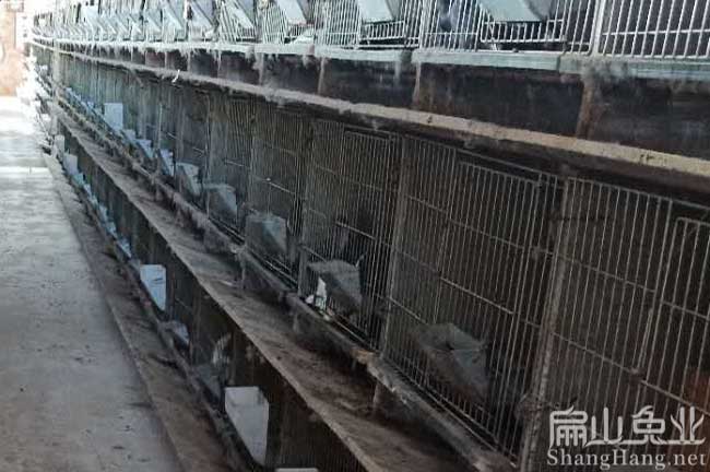 上杭養(yǎng)兔場