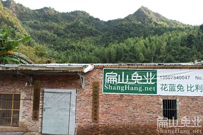 福建養(yǎng)兔基地