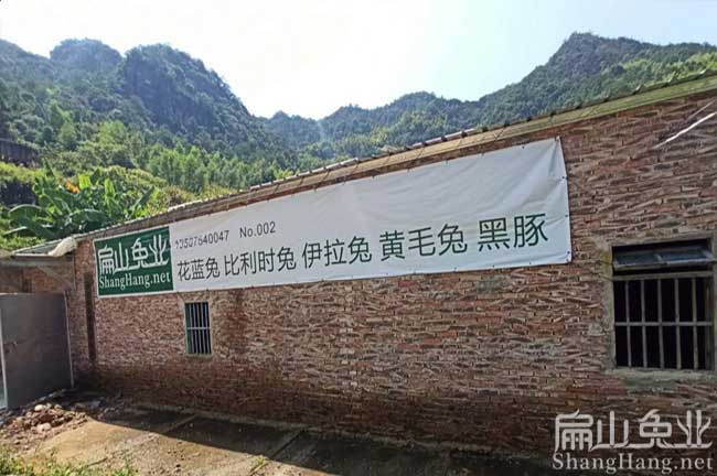 龍巖竹鼠養(yǎng)殖基地