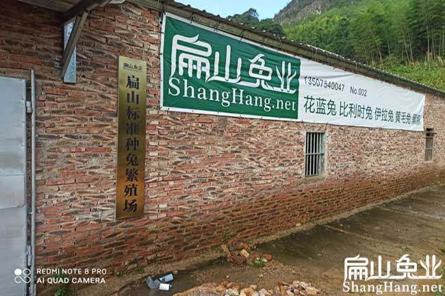 賣海南文昌竹鼠種苗養(yǎng)殖場 中華銀星竹鼠種苗 100對490元/對