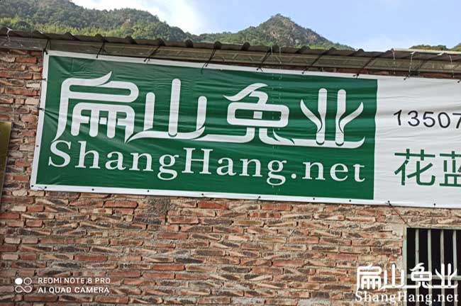 公示：福建浙江西廣東大的比利時(shí)種兔肉兔黑豚鼠養(yǎng)殖場(chǎng)-扁山兔業(yè)