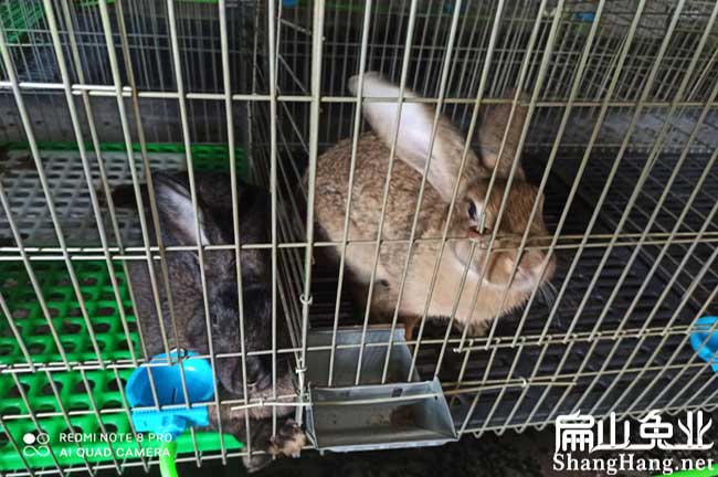 漳州比利時種兔