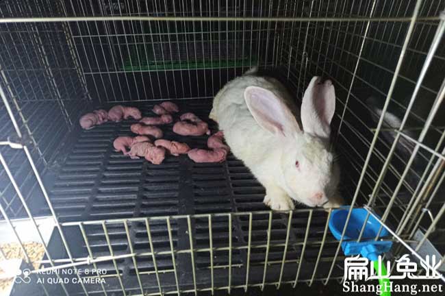 廣東河源兔子養(yǎng)殖基地賣(mài)比利時(shí)種兔肉兔黑豚鼠批發(fā)場(chǎng)-扁山兔業(yè)