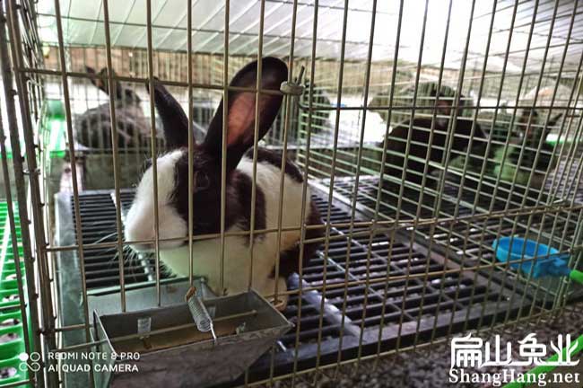 福建花藍兔種苗