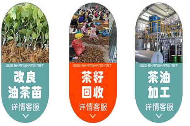 扁山良種茶籽樹(shù)苗基地