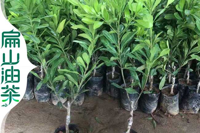 楊梅苗種植基地