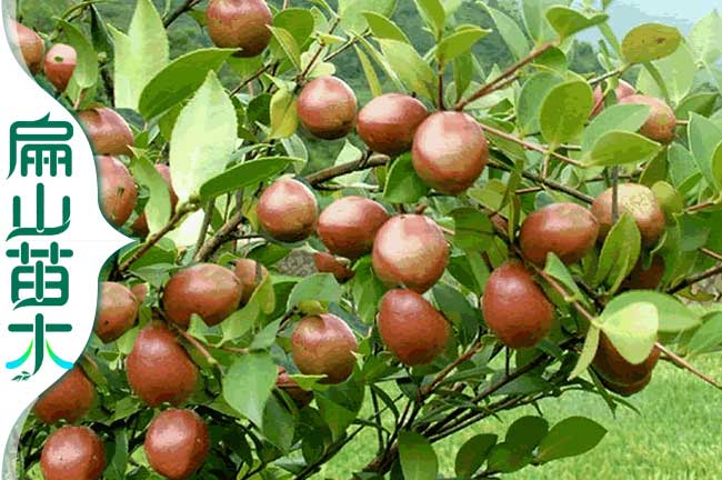 2024-2023油茶種植前景利潤(rùn)茶果茶籽茶油價(jià)格公示-扁山油茶