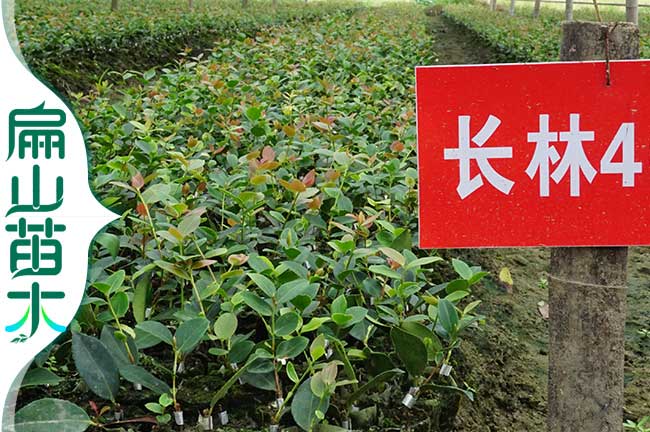 長林4號語料茶苗