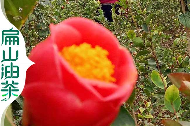 紅花白花油茶種植環(huán)境要求土壤抗耐寒坡度光照朝向-扁山油茶