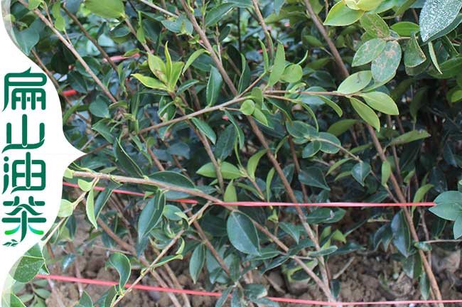 長林1號油茶苗