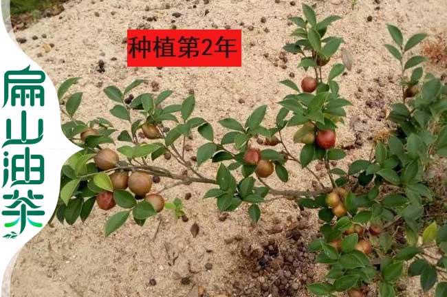 軟枝2號(hào)油茶苗