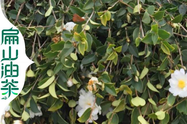 2024肇慶地區(qū)種植油茶苗品種長(zhǎng)林湘林軟枝杯苗-扁山油茶