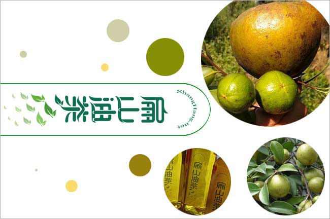 扁山大果軟枝紅花湘林長林香花閩優(yōu)油茶苗批發(fā)網(wǎng)-YouCha