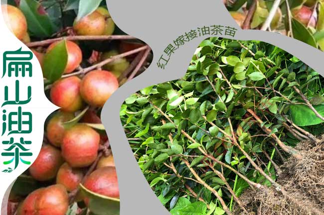 扁山大嫁接油茶杯苗批發(fā)價(jià)格 江西長(zhǎng)林40號(hào)容器苗 袋裝苗
